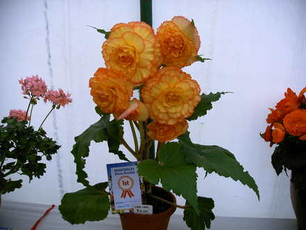Begonia Can-Can (Begonia)