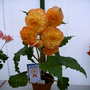 2007_later_shows001