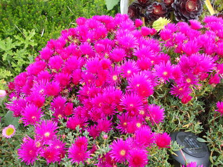 lampranthus (Lampranthus spectabilis (Trailing Ice Plant))