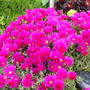 lampranthus (Lampranthus spectabilis (Trailing Ice Plant))