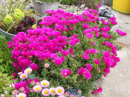 lampranthus (Lampranthus spectabilis (Trailing Ice Plant))
