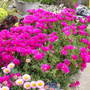 lampranthus (Lampranthus spectabilis (Trailing Ice Plant))