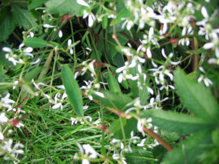 Euphoibia Diamond Frost (Euphorbia Hybrid)