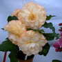 2007_later_shows002