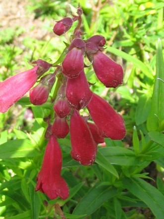 Penstemon Name Unknown