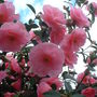 A garden flower photo