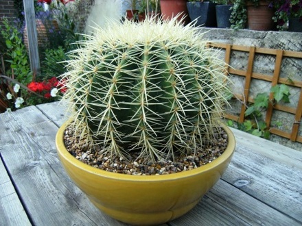 Echinocactus grusonii, Golden Barrel Cactus. Mother in laws cushion. (Echinocactus grusonii (Golden barrel cactus))