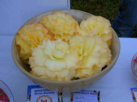 B. Rhodes Begonia (Begonia)
