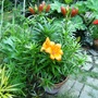Lillies