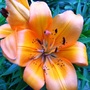 Lillie's