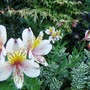Lillies, Acer and Hebe.