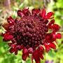 New scabious flower just opening. (Centaurea scabiosa (Centauree Scabieuse))