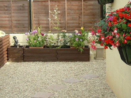 A garden flower photo