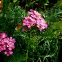 Achillea (Achillea millfolium)