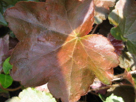 Heuchera Palace Purple (Heuchera cylindrica)
