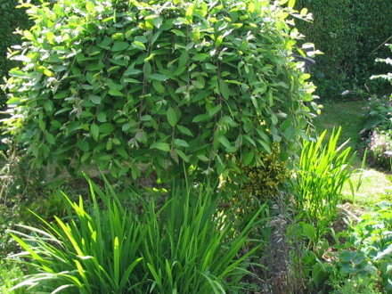 Kilmarnock Willow  (Salix caprea)