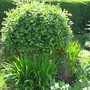 Kilmarnock Willow  (Salix caprea)