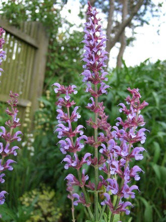 Salvia nemorosa 'Indigo' (Salvia nemorosa 'Indigo')
