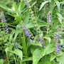 Scutellaria altissima. (Scutellaria altissima)