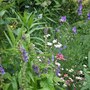 Scutellaria altissima in the border. (Scutellaria altissima)