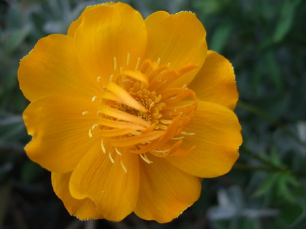Trollius 'Lemon Queen' (Trollius 'Lemon Queen')