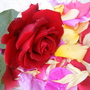 A garden flower photo