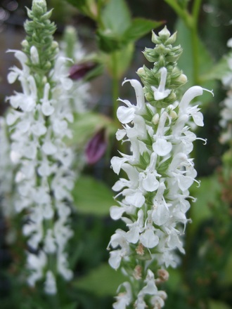 Salvia x sylvestris 'Schneehugel' (Salvia x sylvestris 'Schneehugel')