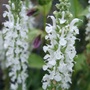 Salvia_sylvestris__schneehugel_