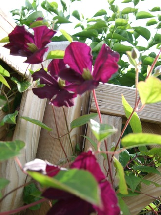Clematis viticella 'Etoile Violette' (Clematis viticella (Viticella Group clematis))