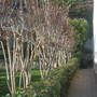 Plum tree