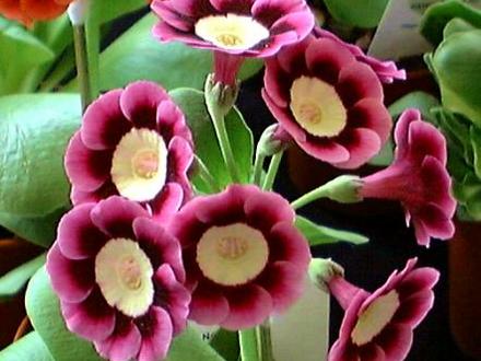 A garden flower photo