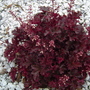 Unknown Heuchera