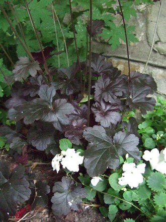 Heuchera 'Obsidian' (Heuchera 'Obsidian')