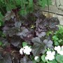 Heuchera__obsidian_