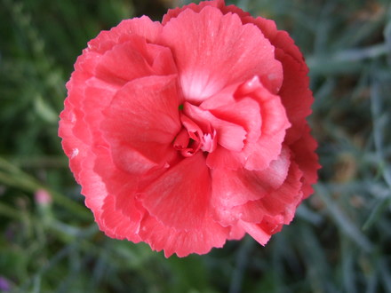 Red Dianthus. (Dianthus)