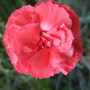 Red_dianthus