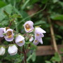 Jovellena_violacea