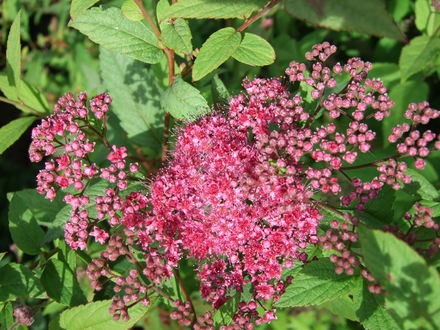 Spiraea japonica (Spiraea japonica (Japanese Spiraea))