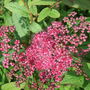 Spiraea_japonica