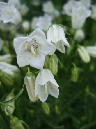 Campanula cochlearlifolia var. alba (Campanula cochleariifolia (Fairies Thimbles))