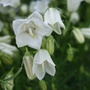 Campanula cochlearlifolia var. alba (Campanula cochleariifolia (Fairies Thimbles))