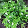 Cuphea - white. (Cuphea ignea (Cigar Flower))