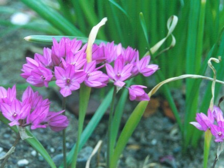 Allium Ostrowskianum (Allium ostrowskianum)