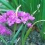 Allium