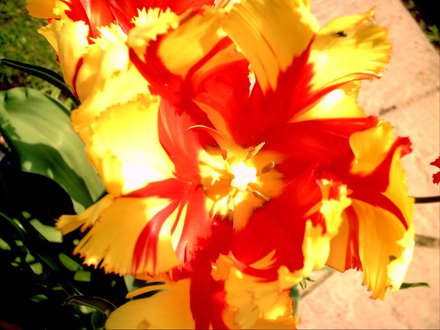 Parrot tulip