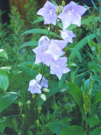 campanula persicifolia (campanula persicifolia)