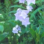 Campanula