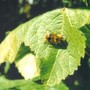 Bee_on_hollyhock
