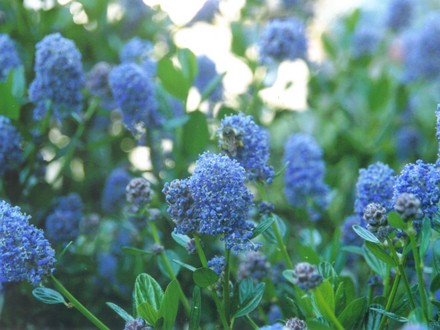 ceanothus (Ceanothus thyrsiflorus (Blue Blossom))