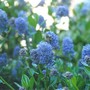 Ceonthus